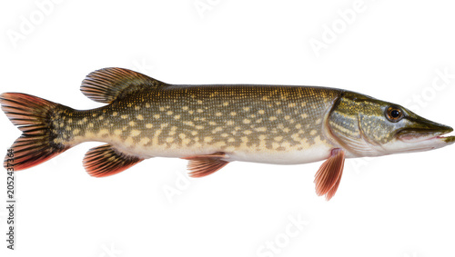 Картината върху платно Northern pike fish with distinctive markings and fins