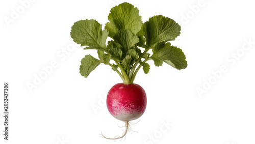 Принти на полотні Fresh red radish with green leaves and root