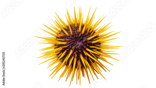Fotografia Yellow spiky sea urchin with dark purple center