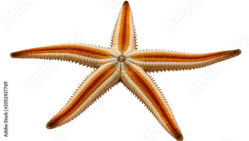 Fotografija Orange and white starfish with five arms
