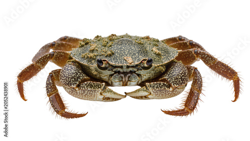 Cuadro en lienzo Marine crab with textured shell and spiky legs
