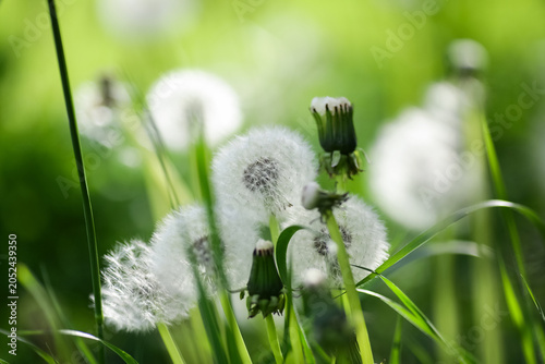 Summer background with dandelion