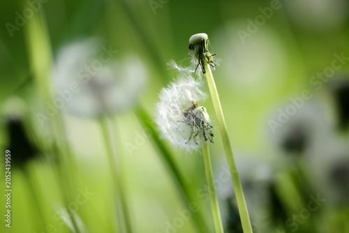 Summer background with dandelion