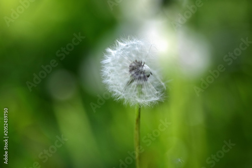 Summer background with dandelion