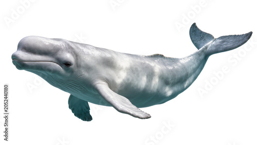 Fotografie Beluga whale swimming, white marine mammal with smooth skin