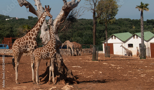 Fasano, giraffe in the park