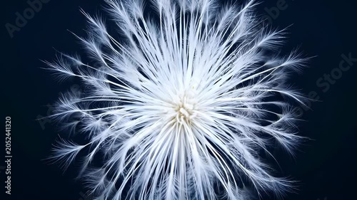 White feather flower, dark blue background, delicate plant macro closeup, soft light, natural white dandelion seed head