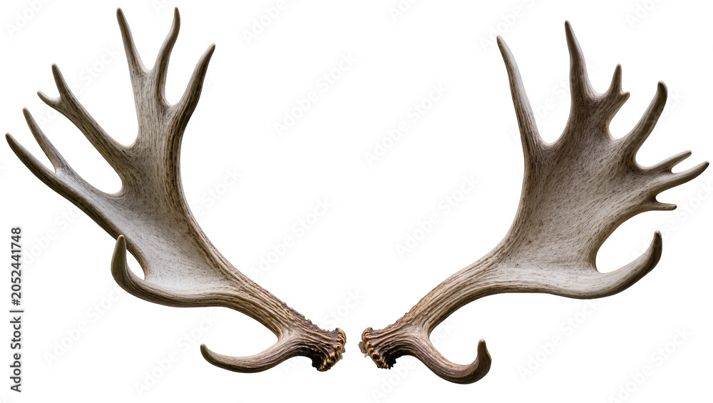 Obraz premium Large Moose Antlers with Multiple Tines