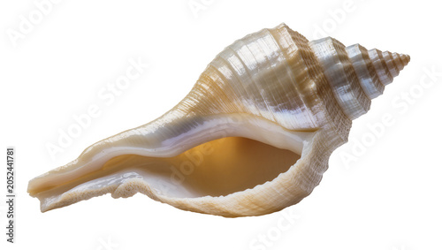Spiral seashell with textured ridges and smooth interior
