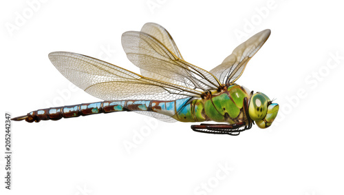 Canvastavla Green dragonfly with blue segmented abdomen and wings