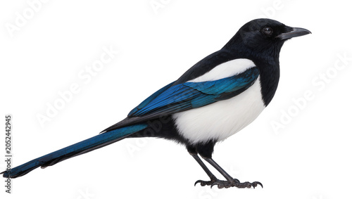 Foto Black and white magpie bird with blue wing feathers
