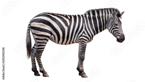 Fotografía Zebra standing profile view black and white stripes