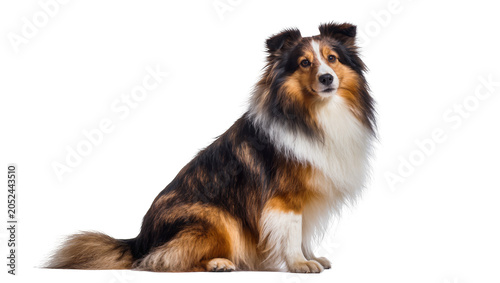 Schilderij op canvas Shetland Sheepdog sitting with fluffy fur and alert expression