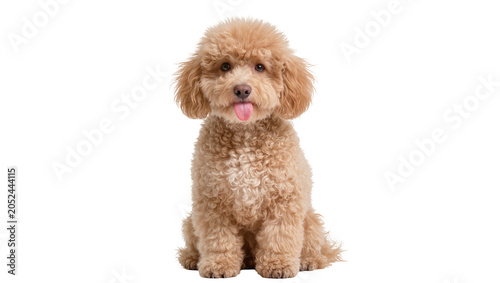Cuadro en lienzo Fluffy light brown poodle dog sitting with tongue out