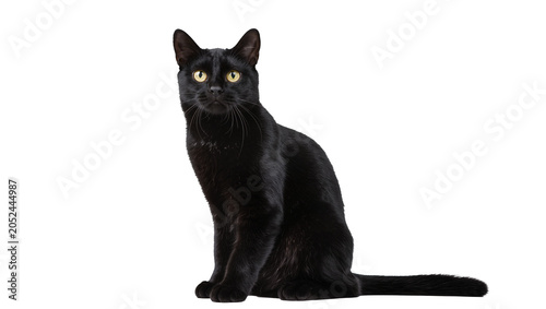 Canvas Print Black cat with yellow eyes sitting and looking forward