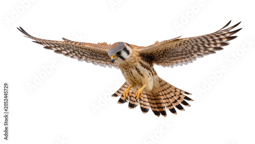 Obraz na płótnie American Kestrel bird of prey in flight with wings spread