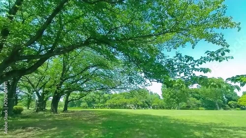 緑の木