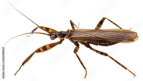 Foto Assassin bug with striped legs and patterned wings