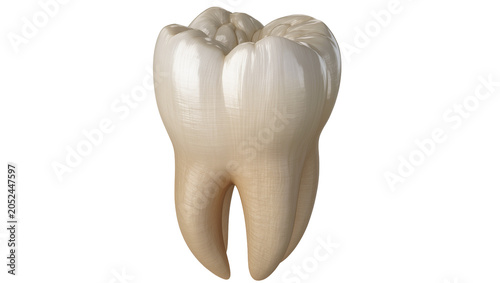 Принти на полотні Human molar tooth with two roots, detailed enamel texture