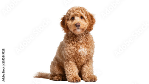 Foto Fluffy golden doodle puppy sitting attentively
