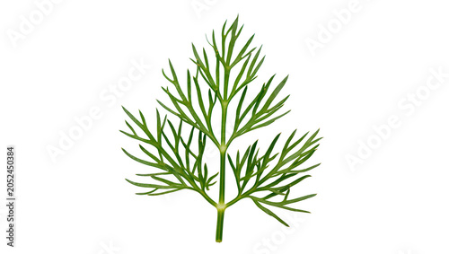 Schilderij op canvas Green dill herb sprig with delicate feathery leaves