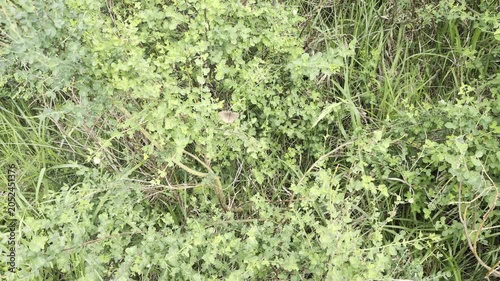 Farfalla immobile e mimetizzata tra erba alta e fogliame verde, perfettamente integrato nell’ambiente naturale grazie ai colori