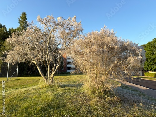 Bird-cherry Ermine (Yponomeuta evonymella) larvae on tree. Tree stripped of foliage and covered in caterpillar silk