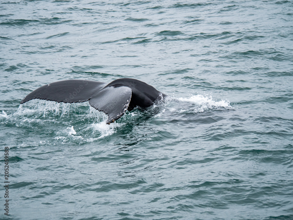 Obraz premium Powerful humpback whale showing its distinctive tail fluke before diving into the North Atlantic Ocean.