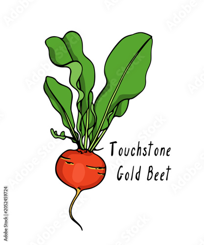 Foto Vector card with hand drawn ripe Touchstone Gold beet