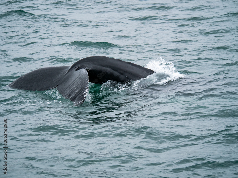 Obraz premium Close-up view of a whale tail fluke above the ocean surface before a deep dive in North Atlantic waters.
