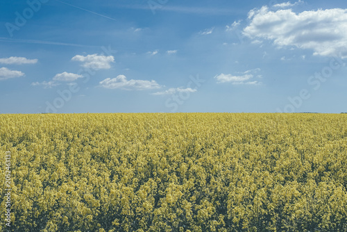 yellow rape field