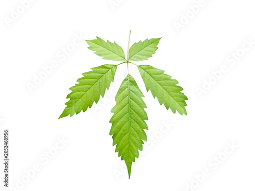 Foto Vitex negundo or Chinese chaste tree green leaves isolated on a white background