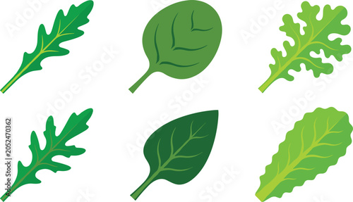 Fresh salad greens leaf icon set vector illustration featuring individual spinach arugula kale romaine and basil leaves for healthy food design concepts.