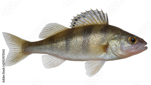 Fotografija Zander fish with dark vertical stripes and spiny dorsal fin