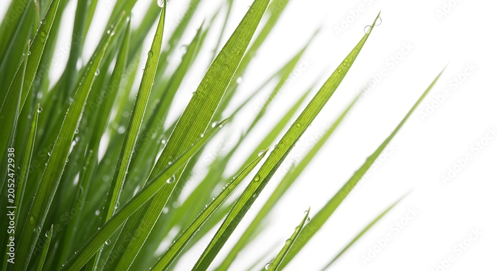 Fototapeta premium Green grass blades with water drops.