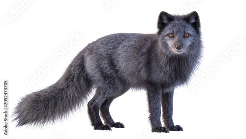 Photos Arctic fox with grey fur and yellow eyes standing