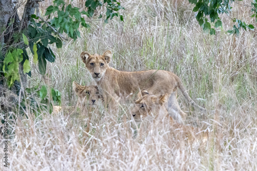 Obraz premium Murchison Falls Uganda Lion Pack Family Safari Africa