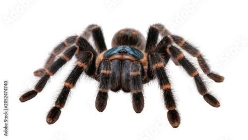 Принти на полотні Hairy tarantula spider with orange stripes on legs and blue carapace