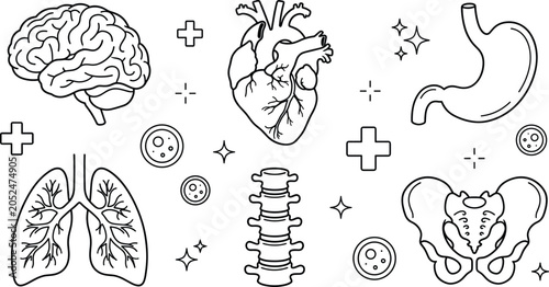 Human anatomy internal organs and skeleton medical line icon set for healthcare science clinic diagnostic design