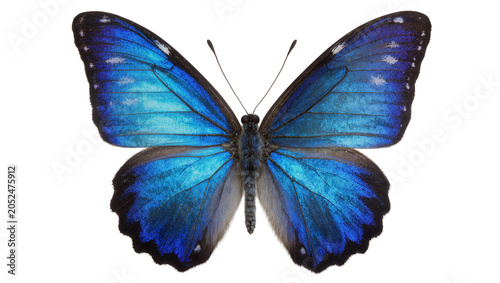 Bild auf Leinwand Vibrant blue morpho butterfly with detailed wings