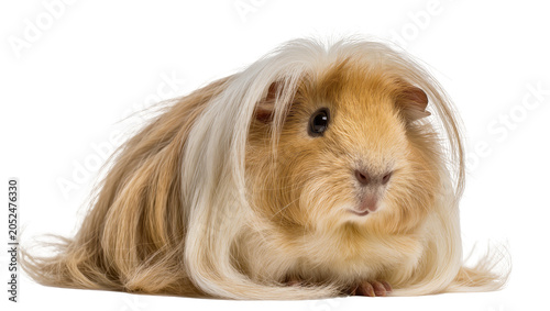 Foto Long-haired guinea pig with golden and white fur