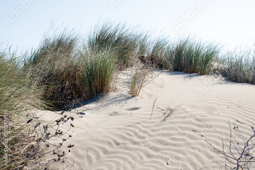 Foto Sand dunes and beach grass, Alberoni, Venice, Italy