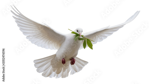 Photography White dove flying with green leaves in beak