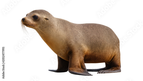 Photography California sea lion on white