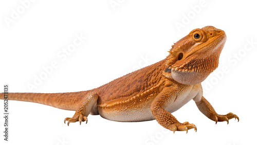 Quadro em tela Orange bearded dragon reptile with spiky scales
