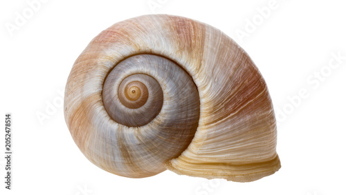 Foto Snail shell spiral close-up with beige and white stripes