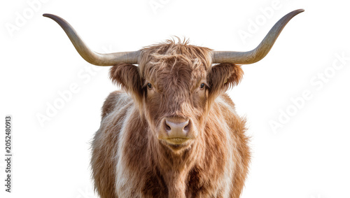 Tablou pe pânză Highland cow with long horns and shaggy brown fur