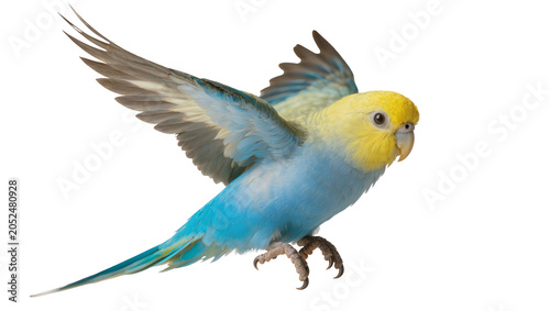 Obraz na płótnie Blue and yellow budgie bird with wings spread