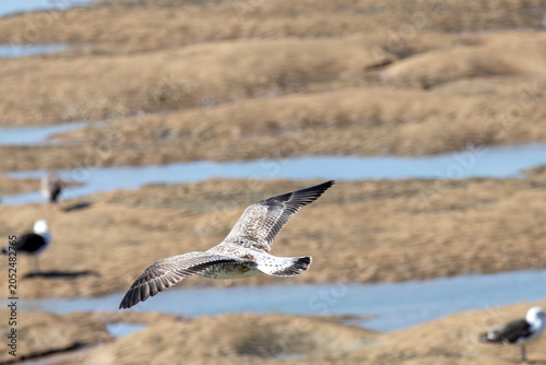 seagull in flight