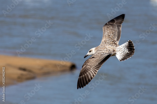 seagull in flight